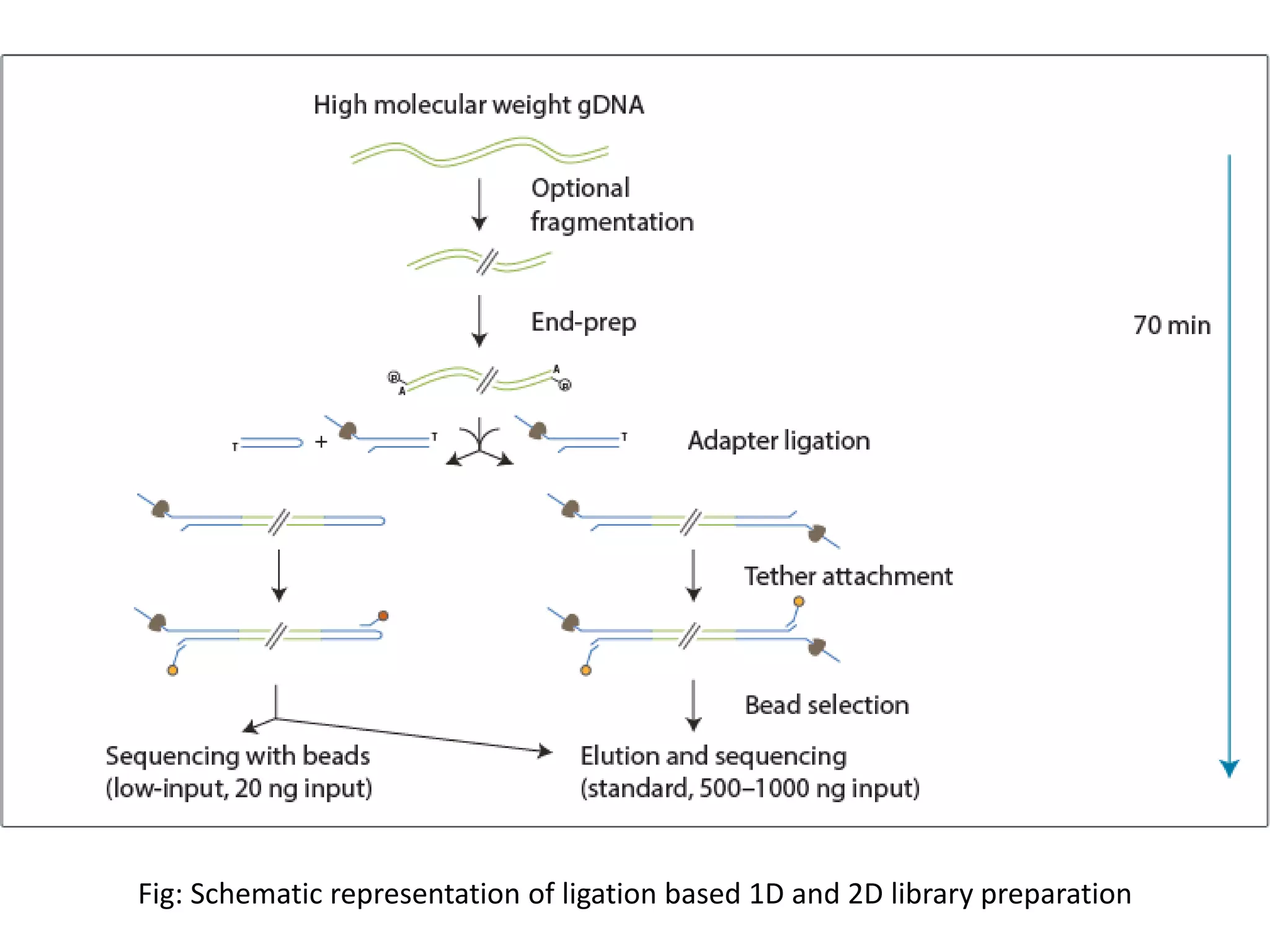 Fig: Schematic representation of ligation based 1D and 2D library preparation
 
