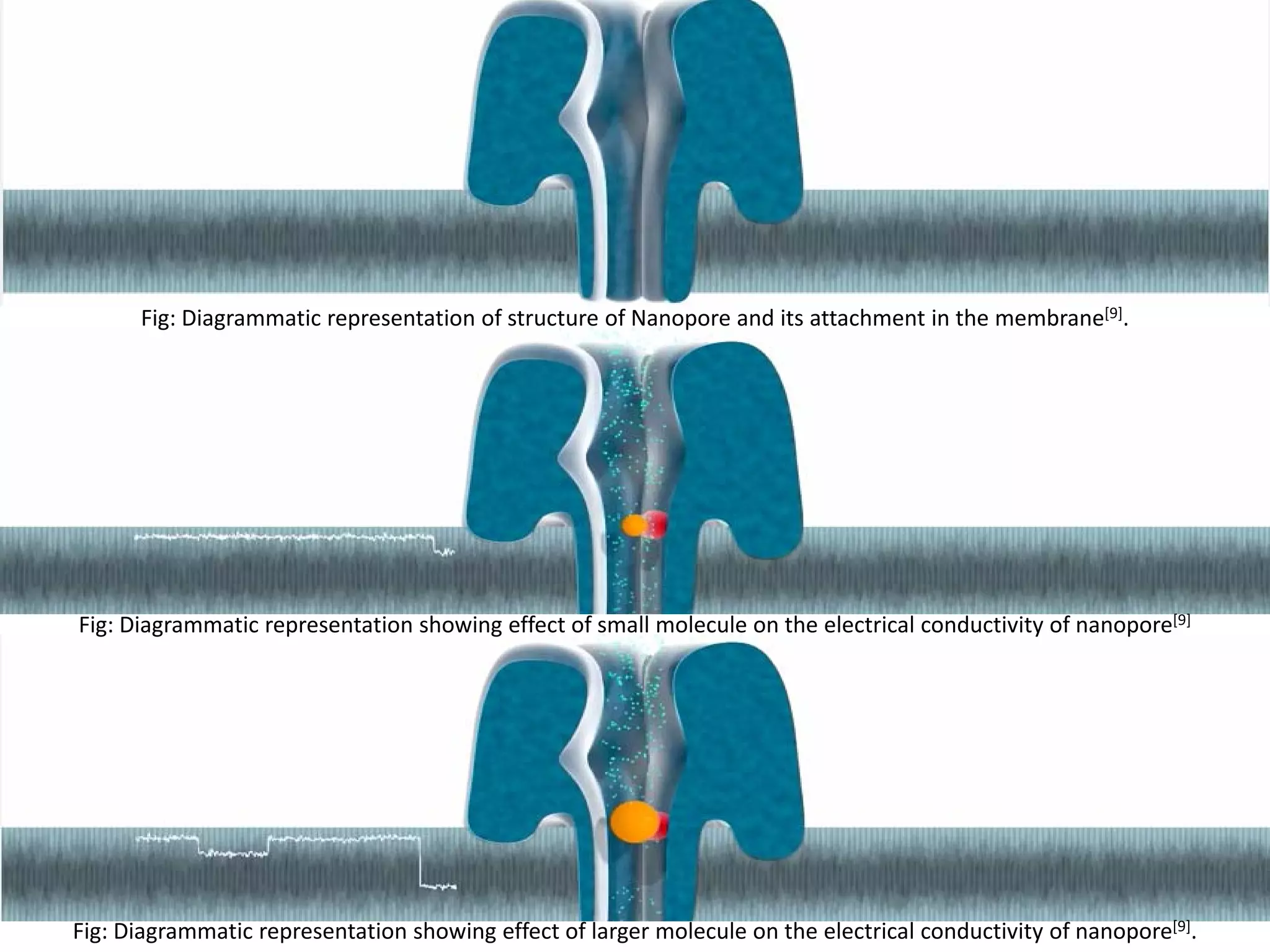 Fig: Diagrammatic representation of structure of Nanopore and its attachment in the membrane[9].
Fig: Diagrammatic representation showing effect of small molecule on the electrical conductivity of nanopore[9]
Fig: Diagrammatic representation showing effect of larger molecule on the electrical conductivity of nanopore[9].
 