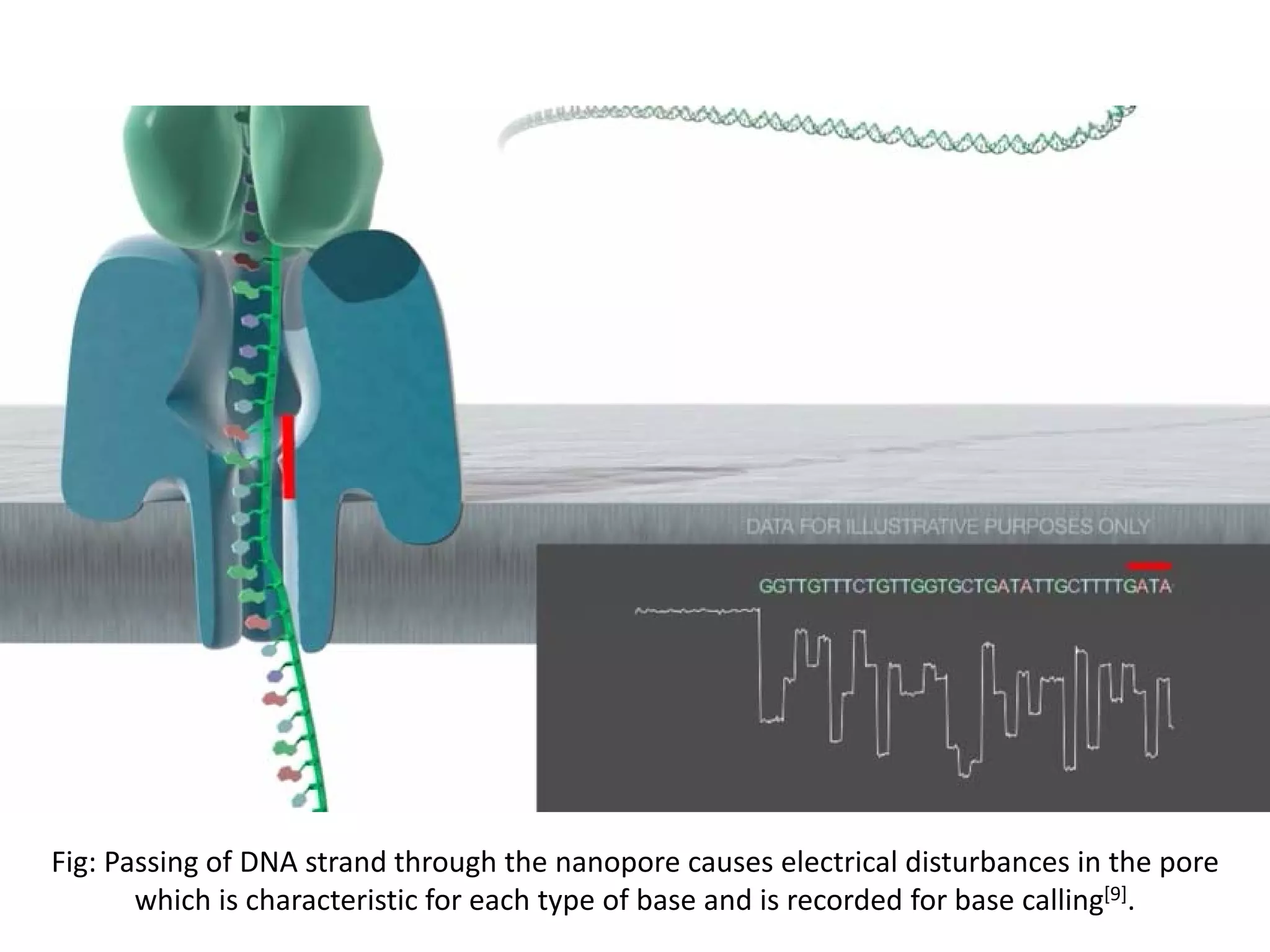 Fig: Passing of DNA strand through the nanopore causes electrical disturbances in the pore
which is characteristic for each type of base and is recorded for base calling[9].
 