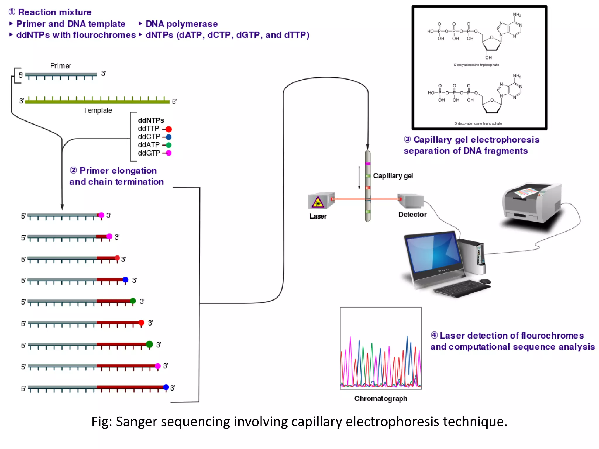 Fig: Sanger sequencing involving capillary electrophoresis technique.
 