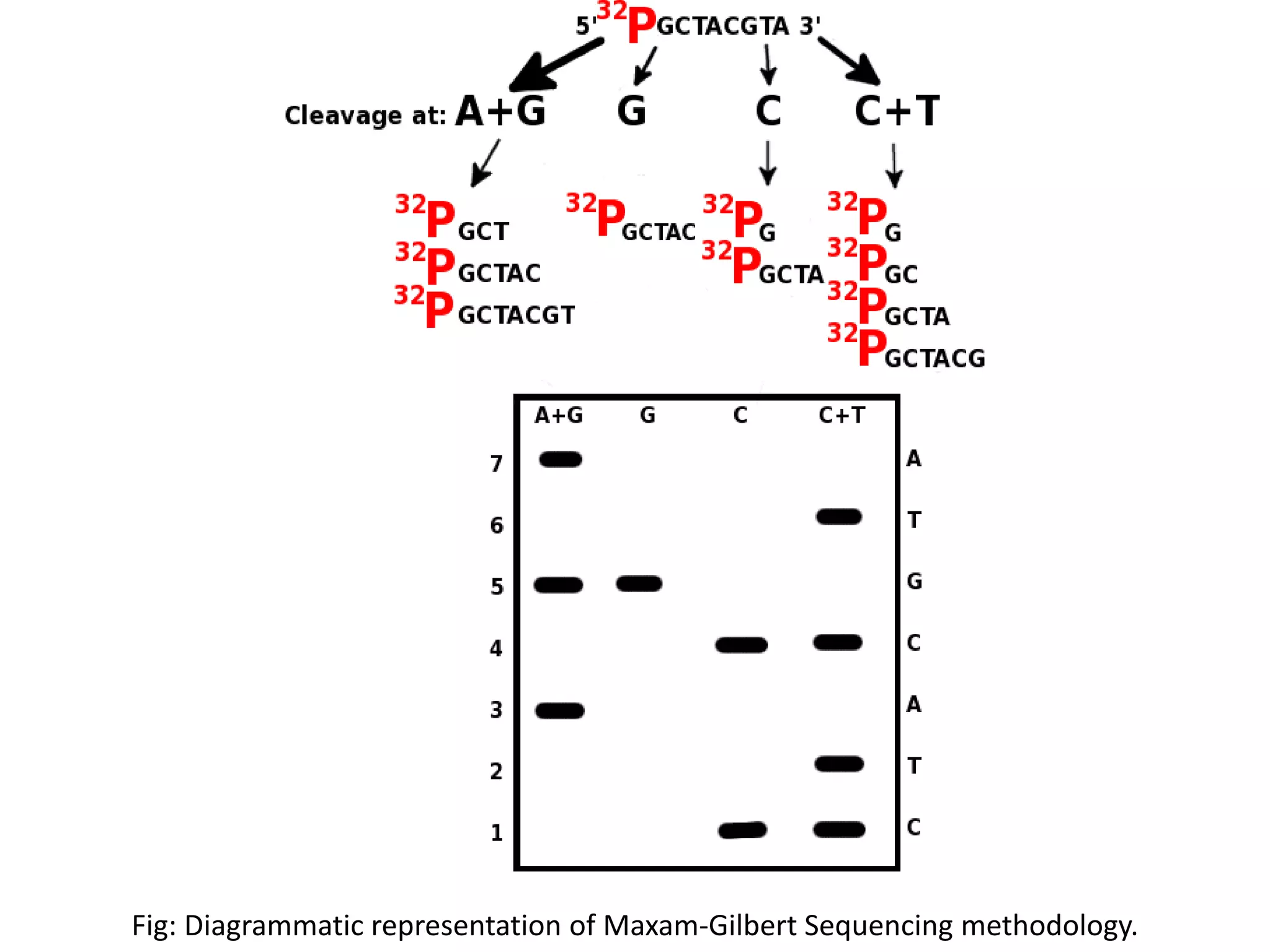 Fig: Diagrammatic representation of Maxam-Gilbert Sequencing methodology.
 