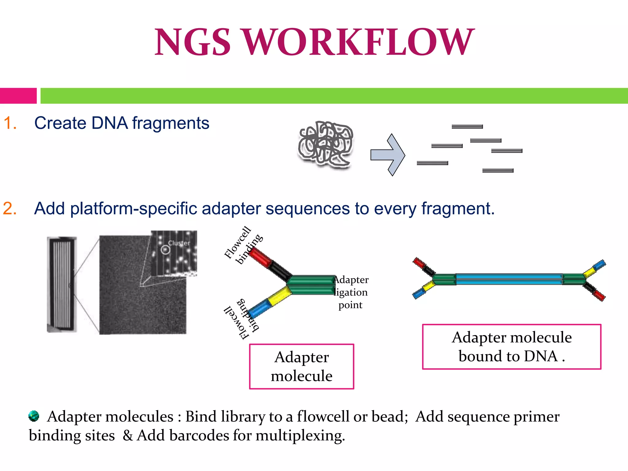 NGS WORKFLOW
1. Create DNA fragments
2. Add platform-specific adapter sequences to every fragment.
Adapter
ligation
point
Adapter
molecule
Adapter molecules : Bind library to a flowcell or bead; Add sequence primer
binding sites & Add barcodes for multiplexing.
Adapter molecule
bound to DNA .
 