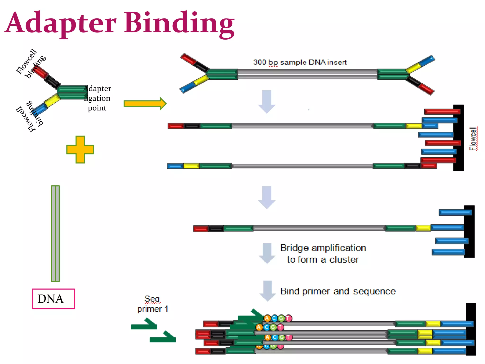 Adapter Binding
Adapter
ligation
point
DNA
 