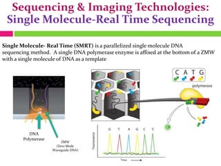 Sequencing & Imaging Technologies:
Single Molecule-Real Time Sequencing
Single Molecule- Real Time (SMRT) is a parallelized single molecule DNA
sequencing method. A single DNA polymerase enzyme is affixed at the bottom of a ZMW
with a single molecule of DNA as a template
DNA
Polymerase
ZMW
(Zero Mode
Waveguide DNA)
 