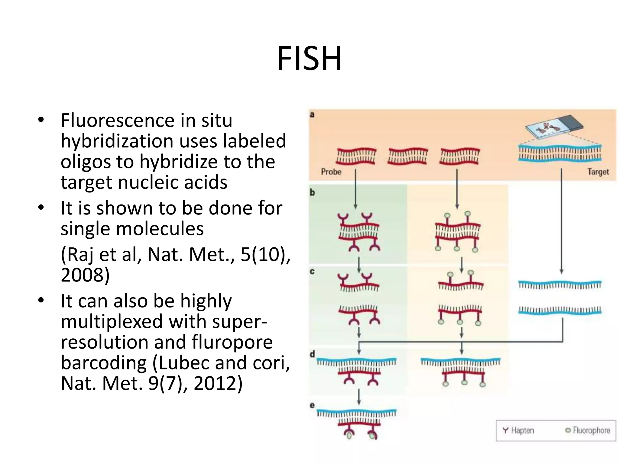 FISH
• Fluorescence in situ
hybridization uses labeled
oligos to hybridize to the
target nucleic acids
• It is shown to be done for
single molecules
(Raj et al, Nat. Met., 5(10),
2008)
• It can also be highly
multiplexed with super-
resolution and fluropore
barcoding (Lubec and cori,
Nat. Met. 9(7), 2012)
 
