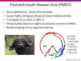 Foot-and-mouth disease virus (FMDV)
• Genus Aphthovirus , family Picornaviridae;
• Causes highly contagious disease of clo...