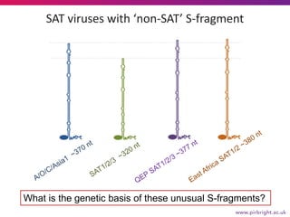 SAT viruses with ‘non-SAT’ S-fragment
ORF
Mason et al. (2003) Virus Res; 91 [modified]
What is the genetic basis of these ...