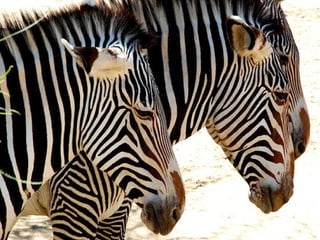 Zebra community 