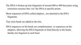 The DNA is broken up into fragments of around 400 to 600 base pairs using
restriction enzymes that ‘cut’ the DNA at specific points.
Short sequences of DNA called adaptors , are attached to the DNA
fragments.
Tiny resin beads are added to the mix.
DNA sequences on the beads are complementary to sequences on the
adaptors, allowing the DNA fragments to bind directly to the beads,
ideally one fragment to each bead.
22
 