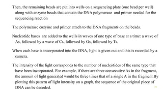 Then, the remaining beads are put into wells on a sequencing plate (one bead per well)
along with enzyme beads that contain the DNA polymerase and primer needed for the
sequencing reaction
The polymerase enzyme and primer attach to the DNA fragments on the beads.
Nucleotide bases are added to the wells in waves of one type of base at a time: a wave of
As, followed by a wave of Cs, followed by Gs, followed by Ts.
When each base is incorporated into the DNA, light is given out and this is recorded by a
camera.
The intensity of the light corresponds to the number of nucleotides of the same type that
have been incorporated. For example, if there are three consecutive As in the fragment,
the amount of light generated would be three times that of a single A in the fragment.By
plotting this pattern of light intensity on a graph, the sequence of the original piece of
DNA can be decoded. 24
 