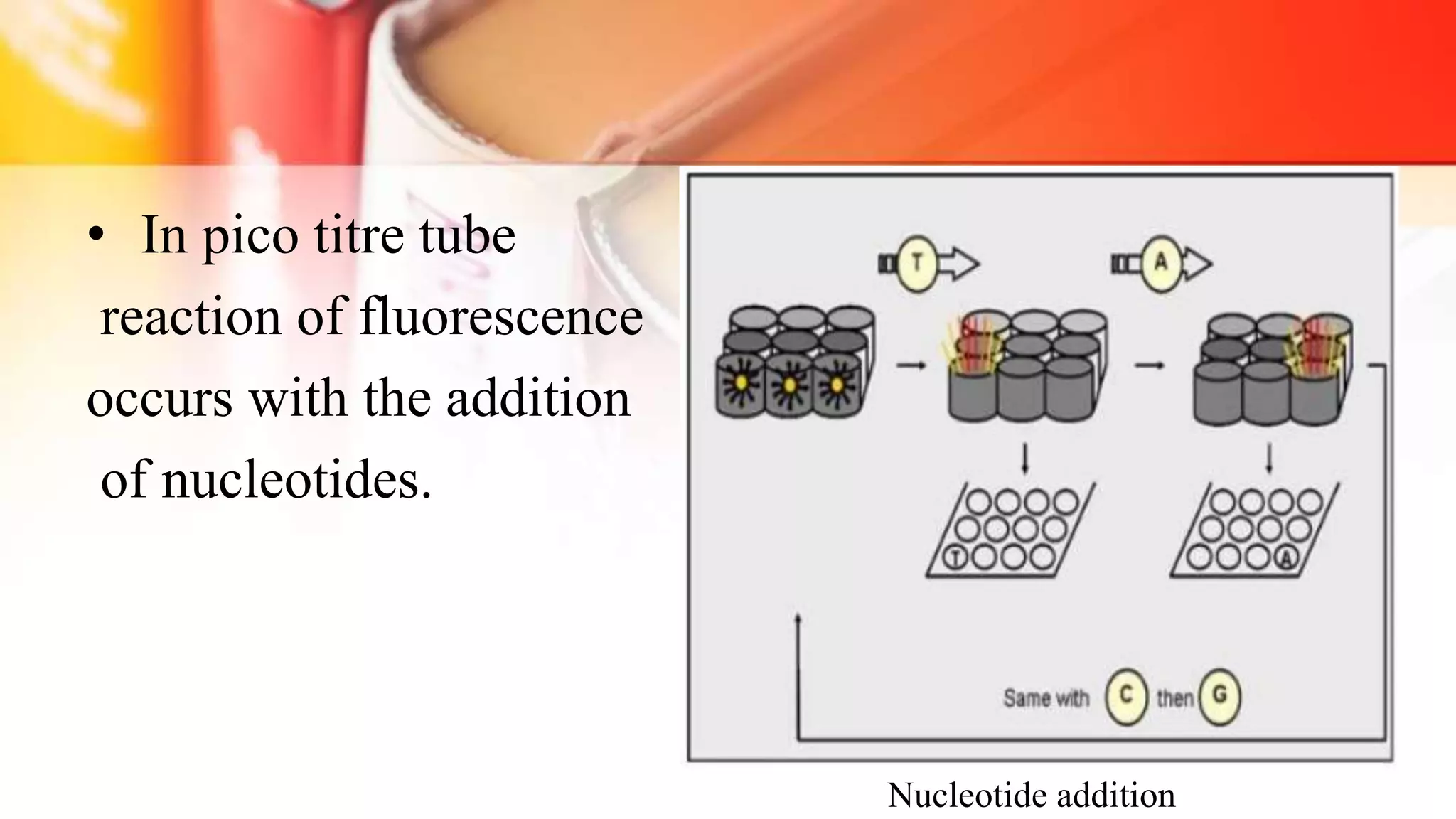 • In pico titre tube
reaction of fluorescence
occurs with the addition
of nucleotides.
Nucleotide addition
 