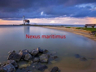 Nexus maritimus
 