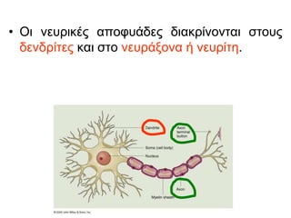 • Οι νευρικές αποφυάδες διακρίνονται στους
δενδρίτες και στο νευράξονα ή νευρίτη.
 