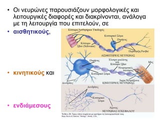 • Οι νευρώνες παρουσιάζουν μορφολογικές και
λειτουργικές διαφορές και διακρίνονται, ανάλογα
με τη λειτουργία που επιτελούν, σε
• αισθητικούς,
• κινητικούς και
• ενδιάμεσους
 