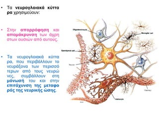 • Τα νευρογλοιακά κύττα
ρα χρησιμεύουν:
• Στην απορρόφηση και
απομάκρυνση των άχρη
στων ουσιών από αυτούς.
• Τα νευρογλοιακά κύττα
ρα, που περιβάλλουν το
νευράξονα των περισσό
τερων από τους νευρώ
νες, συμβάλλουν στη
μόνωσή του και στην
επιτάχυνση της μεταφο
ράς της νευρικής ώσης.
 