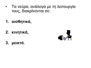 • Τα νεύρα, ανάλογα με τη λειτουργία
τους, διακρίνονται σε:
1. αισθητικά,
2. κινητικά,
3. μεικτά.
 