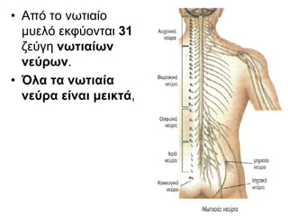 • Από το νωτιαίο
μυελό εκφύονται 31
ζεύγη νωτιαίων
νεύρων.
• Όλα τα νωτιαία
νεύρα είναι μεικτά,
 