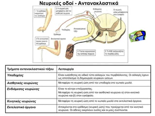Νευρικές οδοί - Αντανακλαστικά
Τμήματα αντανακλαστικού τόξου Λειτουργία
Υποδοχέας Είναι ευαίσθητος σε ειδικό τύπο αλλαγών του περιβάλλοντος. Οι αλλαγές έχουν
ως αποτέλεσμα τη δημιουργία νευρικών ώσεων.
Αισθητικός νευρώνας Μεταφέρει τη νευρική ώση από τον υποδοχέα στο νωτιαίο μυελό.
Ενδιάμεσος νευρώνας Είναι το κέντρο επεξεργασίας.
Μεταφέρει τη νευρική ώση από τον αισθητικό νευρώνα α) στον κινητικό
νευρώνα και β) στον εγκέφαλο.
Κινητικός νευρώνας Μεταφέρει τη νευρική ώση από το νωτιαίο μυελό στα εκτελεστικά όργανα.
Εκτελεστικό όργανο Αποκρίνεται στο ερέθισμα (νευρική ώση) που προέρχεται από τον κινητικό
νευρώνα. Οι αδένες εκκρίνουν ουσίες και οι μύες συσπώνται.
 