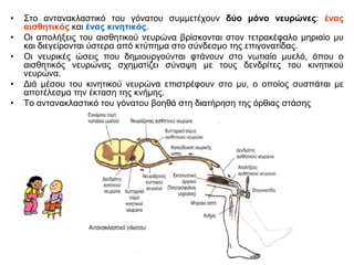 • Στο αντανακλαστικό του γόνατου συμμετέχουν δύο μόνο νευρώνες: ένας
αισθητικός και ένας κινητικός.
• Οι απολήξεις του αισθητικού νευρώνα βρίσκονται στον τετρακέφαλο μηριαίο μυ
και διεγείρονται ύστερα από κτύπημα στο σύνδεσμο της επιγονατίδας.
• Οι νευρικές ώσεις που δημιουργούνται φτάνουν στο νωτιαίο μυελό, όπου ο
αισθητικός νευρώνας σχηματίζει σύναψη με τους δενδρίτες του κινητικού
νευρώνα.
• Διά μέσου του κινητικού νευρώνα επιστρέφουν στο μυ, ο οποίος συσπάται με
αποτέλεσμα την έκταση της κνήμης.
• Το αντανακλαστικό του γόνατου βοηθά στη διατήρηση της όρθιας στάσης
 