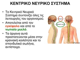ΚΕΝΤΡΙΚΟ ΝΕΥΡΙΚΟ ΣΥΣΤΗΜΑ
• Το Κεντρικό Νευρικό
Σύστημα συντονίζει όλες τις
λειτουργίες του οργανισμού.
• Αποτελείται από τον
εγκέφαλο και από το
νωτιαίο μυελό.
• Τα όργανα αυτά
προστατεύονται μέσα στην
κρανιακή κοιλότητα και το
σπονδυλικό σωλήνα,
αντίστοιχα.
 