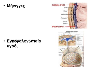 • Μήνιγγες
• Εγκεφαλονωτιαίο
υγρό,
 