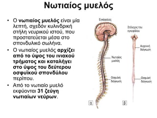 Νωτιαίος μυελός
• Ο νωτιαίος μυελός είναι μία
λεπτή, σχεδόν κυλινδρική
στήλη νευρικού ιστού, που
προστατεύεται μέσα στο
σπονδυλικό σωλήνα.
• Ο νωτιαίος μυελός αρχίζει
από το ύψος του ινιακού
τρήματος και καταλήγει
στο ύψος του δεύτερου
οσφυϊκού σπονδύλου
περίπου.
• Από το νωτιαίο μυελό
εκφύονται 31 ζεύγη
νωτιαίων νεύρων.
 