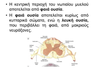 • Η κεντρική περιοχή του νωτιαίου μυελού
αποτελείται από φαιά ουσία.
• Η φαιά ουσία αποτελείται κυρίως από
κυτταρικά σώματα, ενώ η λευκή ουσία,
που περιβάλλει τη φαιά, από μακριούς
νευράξονες.
 