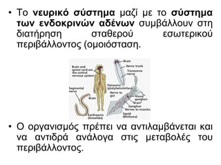 • Το νευρικό σύστημα μαζί με το σύστημα
των ενδοκρινών αδένων συμβάλλουν στη
διατήρηση σταθερού εσωτερικού
περιβάλλοντος (ομοιόσταση.
• Ο οργανισμός πρέπει να αντιλαμβάνεται και
να αντιδρά ανάλογα στις μεταβολές του
περιβάλλοντος.
 