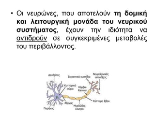• Οι νευρώνες, που αποτελούν τη δομική
και λειτουργική μονάδα του νευρικού
συστήματος, έχουν την ιδιότητα να
αντιδρούν σε συγκεκριμένες μεταβολές
του περιβάλλοντος.
 