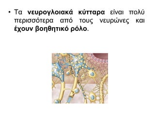 • Τα νευρογλοιακά κύτταρα είναι πολύ
περισσότερα από τους νευρώνες και
έχουν βοηθητικό ρόλο.
 
