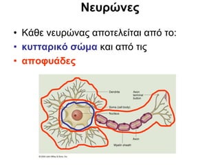 Νευρώνες
• Κάθε νευρώνας αποτελείται από το:
• κυτταρικό σώμα και από τις
• αποφυάδες
 