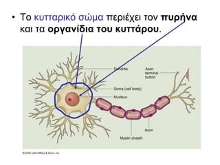 • Το κυτταρικό σώμα περιέχει τον πυρήνα
και τα οργανίδια του κυττάρου.
 