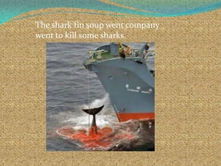 The shark fin soup went company
went to kill some sharks.
 