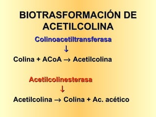 BIOTRASFORMACIÓN DE ACETILCOLINA   Colinoacetiltransferasa    Colina + ACoA    Acetilcolina Acetilcolinesterasa  Acetilcolina    Colina + Ac. acético 