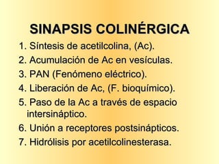 SINAPSIS COLINÉRGICA 1. Síntesis de acetilcolina, (Ac). 2. Acumulación de Ac en vesículas. 3. PAN (Fenómeno eléctrico). 4. Liberación de Ac, (F. bioquímico). 5. Paso de la Ac a través de espacio intersináptico. 6. Unión a receptores postsinápticos. 7. Hidrólisis por acetilcolinesterasa. 