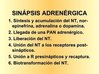 SINÁPSIS ADRENÉRGICA 1. Síntesis y acumulación del NT, nor-epinefrina, adrenalina o dopamina. 2. Llegada de una PAN adrenérgico. 3. Liberación del NT. 4. Unión del NT a los receptores post-sinápticos. 5. Unión a R presinápticos y recaptura. 6. Biotransformación del NT. 