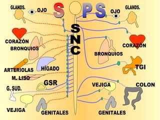 OJO OJO GLANDS. GLANDS. CORAZÓN CORAZÓN BRONQUIOS BRONQUIOS TGI ARTERIOLAS HÍGADO M. LISO GENITALES GENITALES VEJIGA VEJIGA G. SUD. GSR COLON SNC S PS 