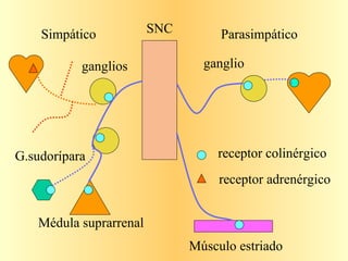 SNC Parasimpático Simpático ganglios ganglio Médula suprarrenal G.sudorípara receptor colinérgico receptor adrenérgico Músculo estriado 
