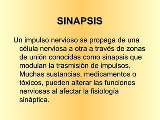 SINAPSIS Un impulso nervioso se propaga de una célula nerviosa a otra a través de zonas de unión conocidas como sinapsis que modulan la trasmisión de impulsos.  Muchas sustancias, medicamentos o tóxicos, pueden alterar las funciones nerviosas al afectar la fisiología sináptica.  