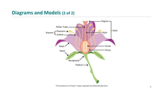 Diagrams and Models (2 of 2)
16
 