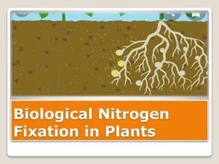Biological Nitrogen
Fixation in Plants
 