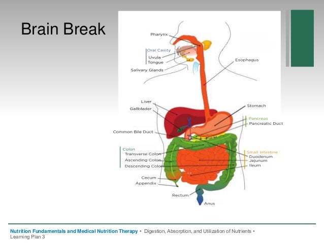 digestion and nutrients When the chyme enters the large intestine all the nutrients that could have been absorbed are now gone but some type of digestion still take place in the large intestine via the presence of . digestion and nutrients When the chyme enters the large intestine all the nutrients that could have been absorbed are now gone but some type of digestion still take place in the large intestine via the presence of .