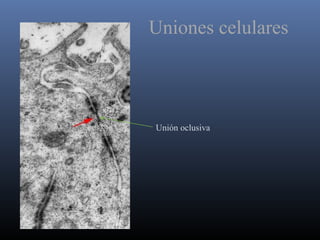 Uniones celulares
Unión oclusiva
 