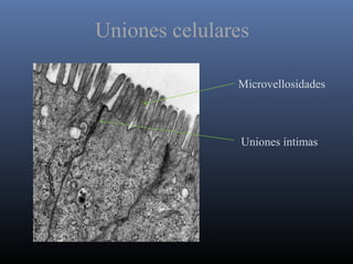 Uniones celulares
Microvellosidades
Uniones íntimas
 