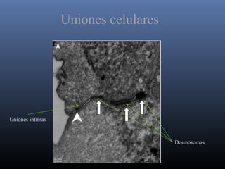 Uniones íntimas
Desmosomas
Uniones celulares
 