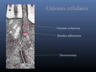Uniones oclusivas
Bandas adherentes
Desmosomas
Uniones celulares
 