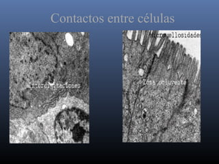 Contactos entre células
 