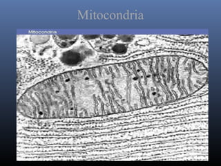 Mitocondria
 