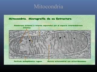 Mitocondria
 