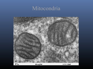 Mitocondria
 
